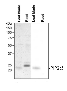 western blot using anti-PIP2;5 antibodies